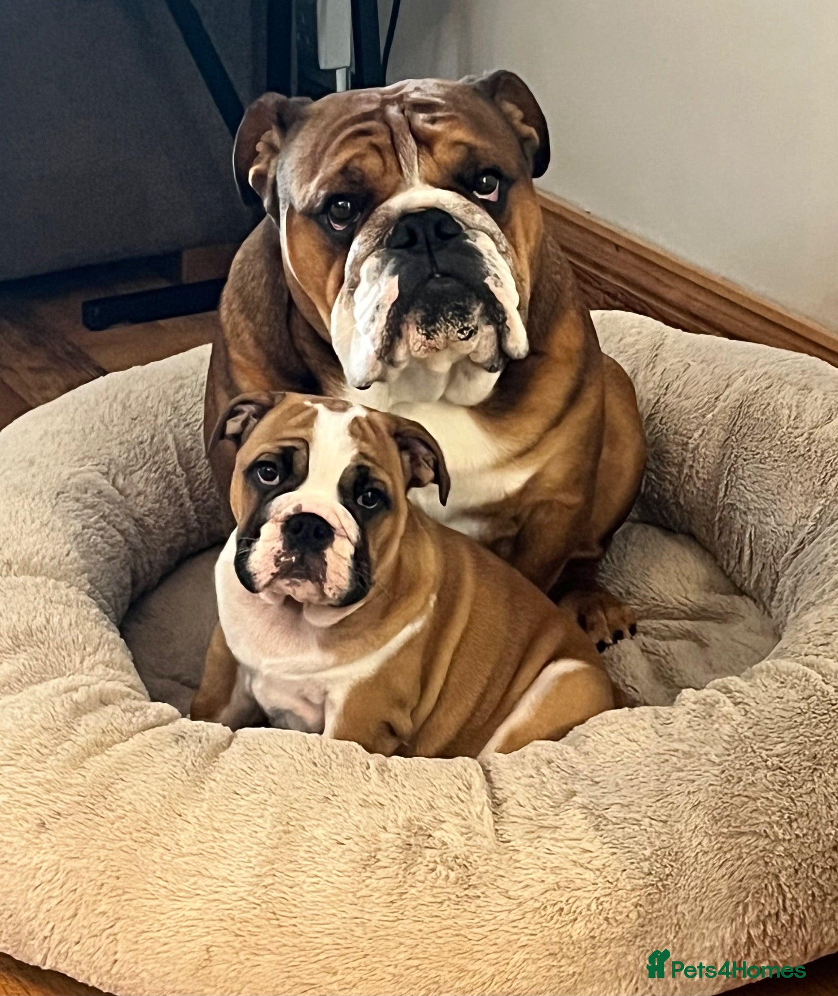 English Bulldog dogs Fancy breeding a from a real bulldog? - Advert 4