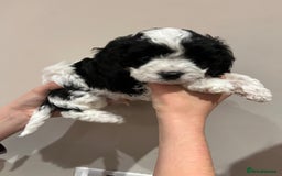 Cavapoo dogs for sale: Perfect family Cavapoos. Home raised, ready 28 Oct - Image 13