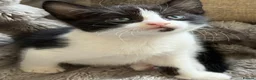 Turkish Angora cats for sale: Beautiful pattern, Kitten - Advert 8