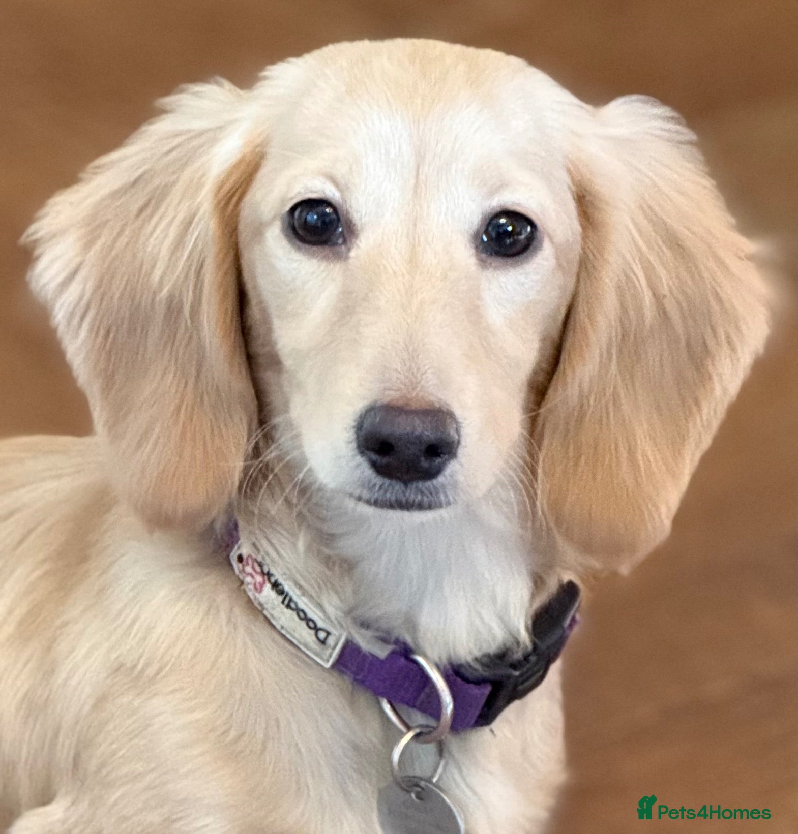Miniature Dachshund dogs Two year old beautiful kc registered cream girl - Advert 1
