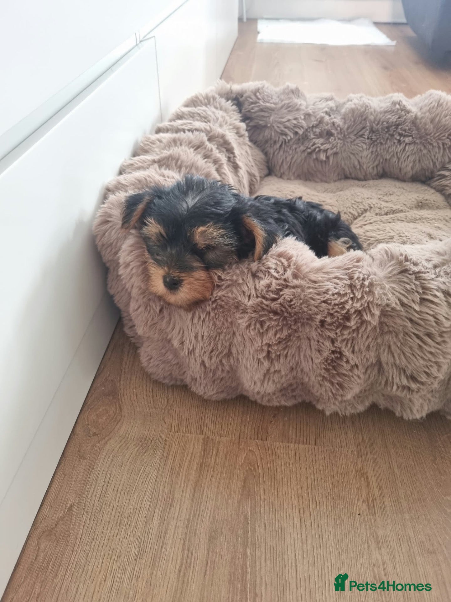 Yorkshire Terrier dogs Super cute miniature Yorkshire terriers - Advert 14
