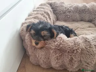 Yorkshire Terrier dogs Super cute miniature Yorkshire terriers - Advert 14
