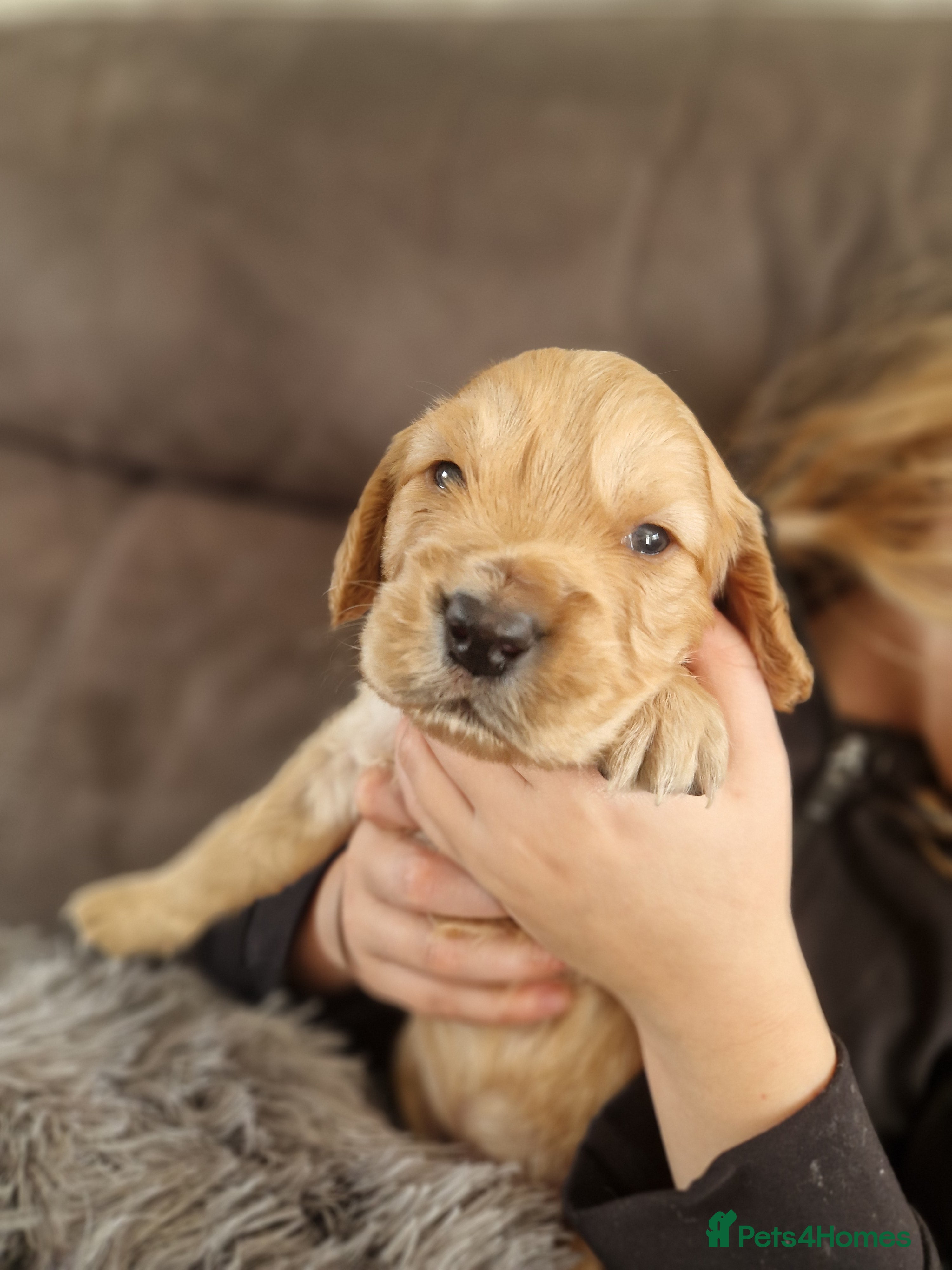 Cockapoo dogs for sale: Last beautiful boy left Gorgeous Golden Cockerpoo - Advert 36