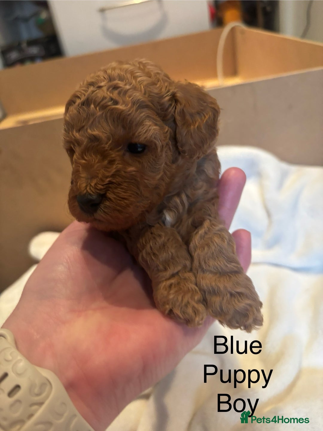 Miniature Poodle dogs for sale: KC Registered red miniature poodles  - Advert 34