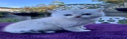 British Shorthair cats for sale: Golden, Golden Colourpoint & Silver Tipped - Advert 10