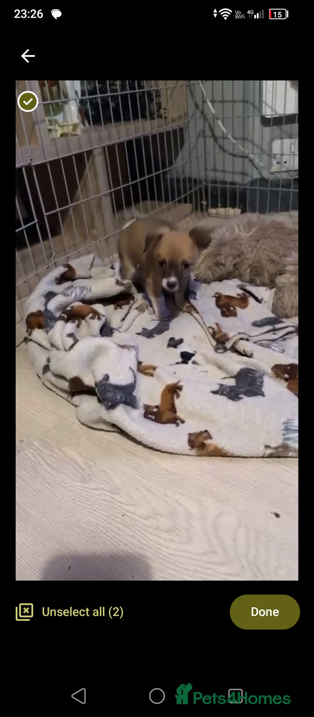 Chihuahua dogs for sale: Amazing pomchi babies  - Advert 10