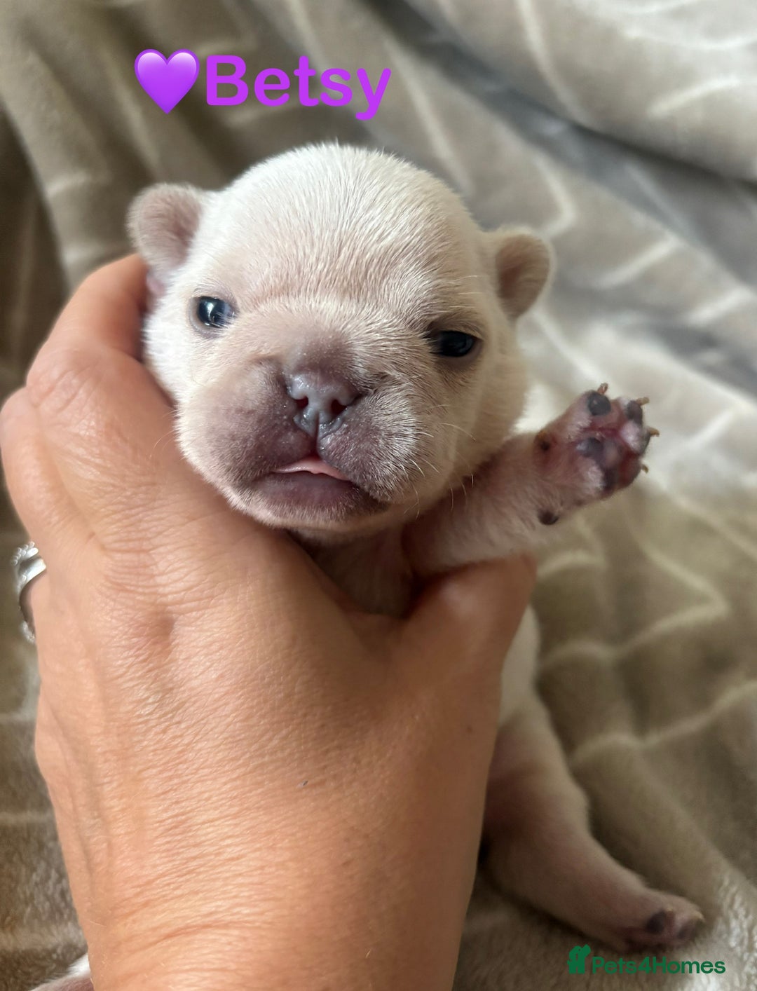 French Bulldog dogs for sale: French Bull Dog Puppies - Advert 3