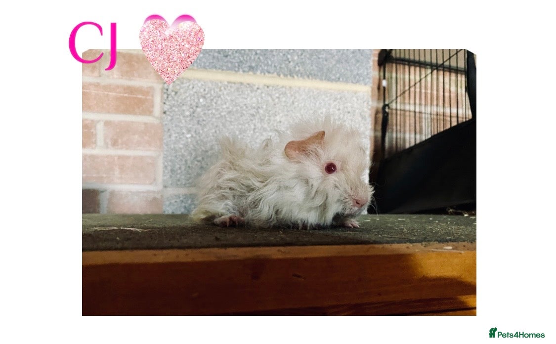 Guinea Pig rodents Pedigree Lunkarya Guinea pigs  - Advert 2