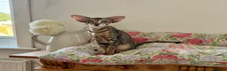 Oriental cats for sale: OSH Blue Spotted female  - Advert 3
