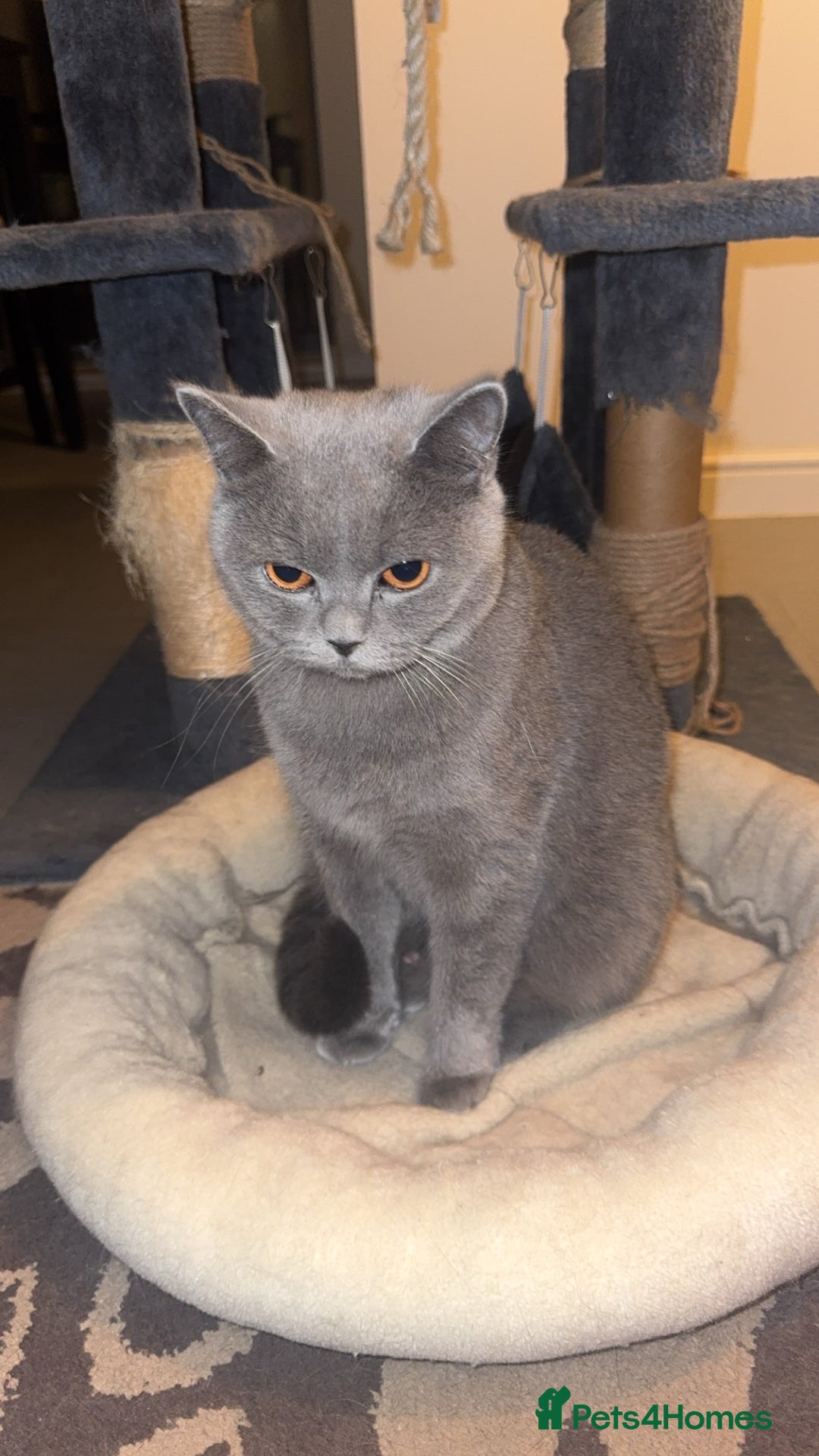 British Shorthair cats for sale: British Shorthair Cat - Advert 9