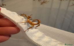 Stick Insects invertebrates for sale: Giant prickly stick insects - Box of 5 - Image 8