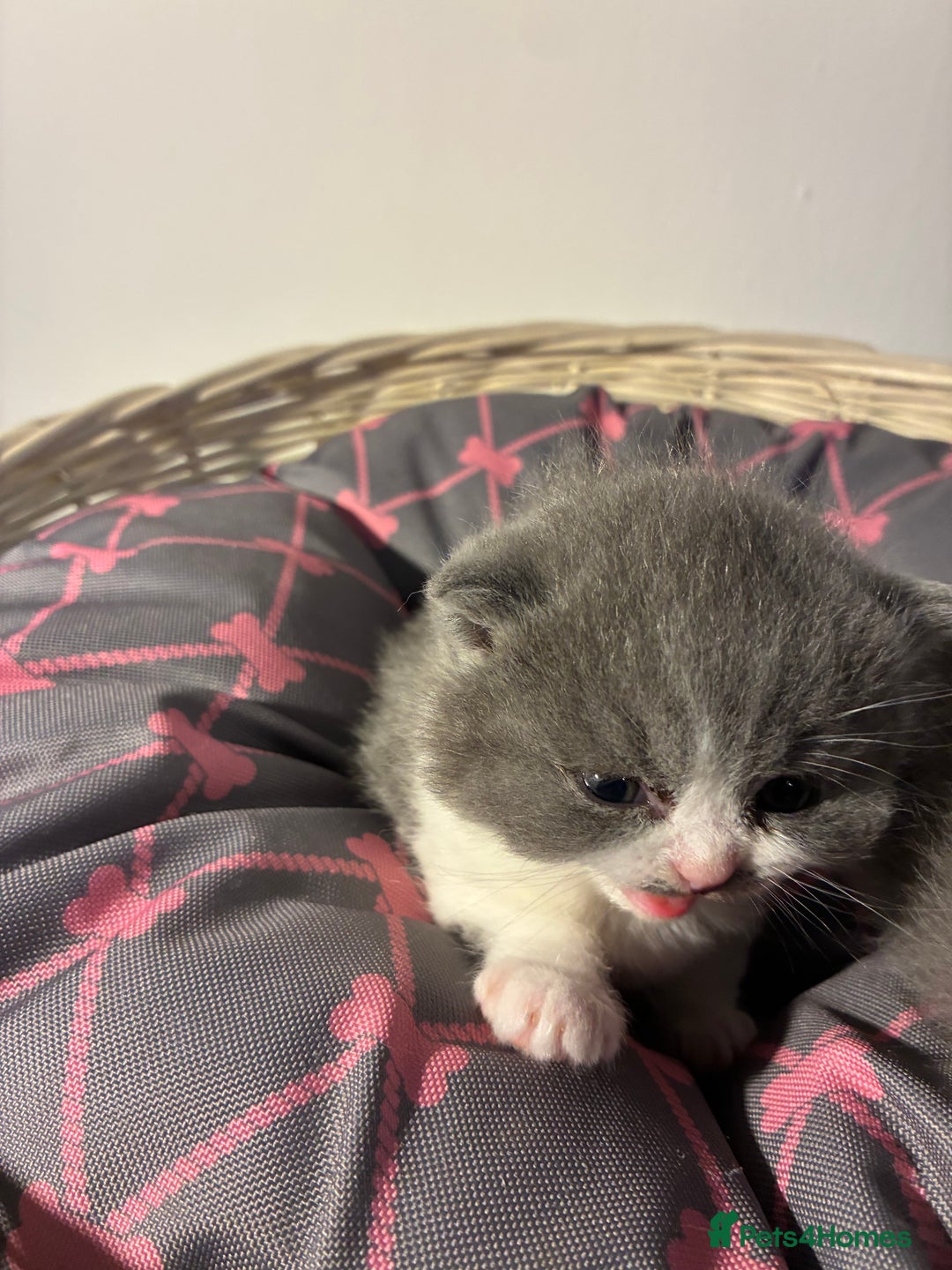 British Shorthair cats for sale: 5 BSH TICA REGISTERED KITTENS - Advert 6