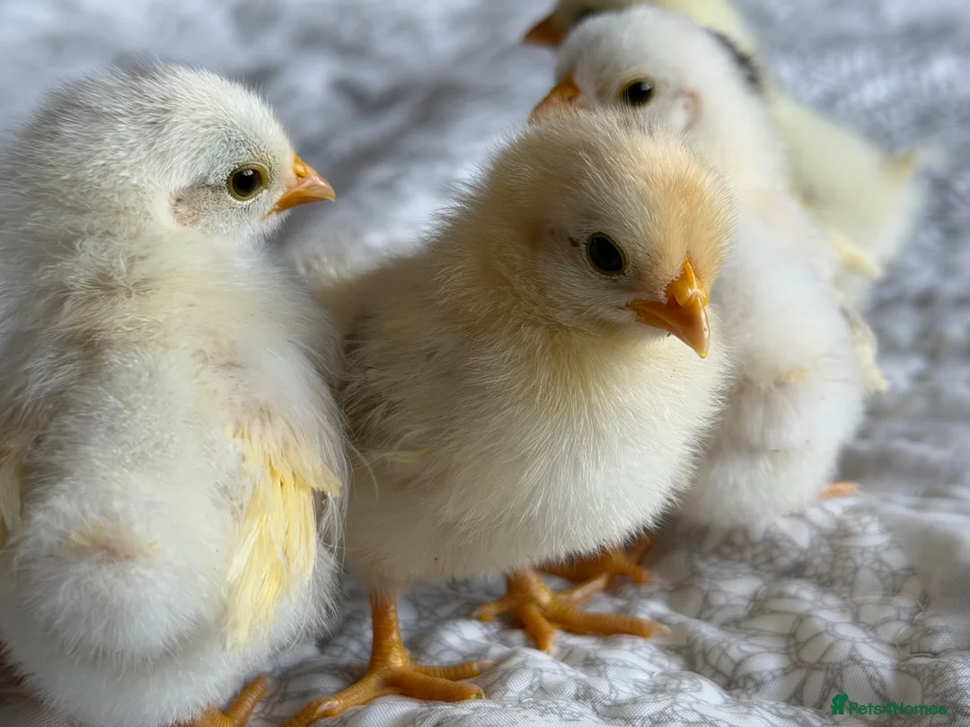 Chickens poultry for sale: Serama hatching eggs  - Advert 2