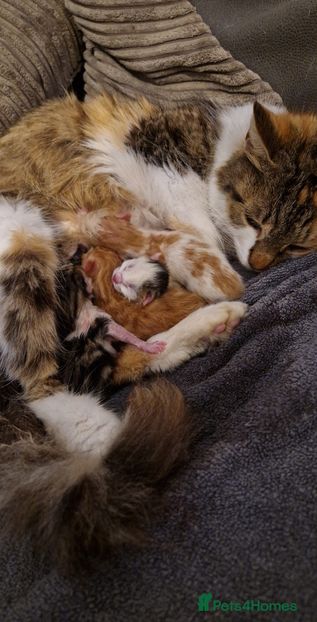 Mixed Breed cats for sale: 6 beautiful kittens  - Advert 9