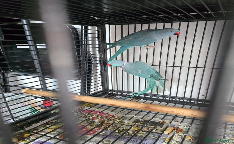 Ringnecks birds - Advert 4