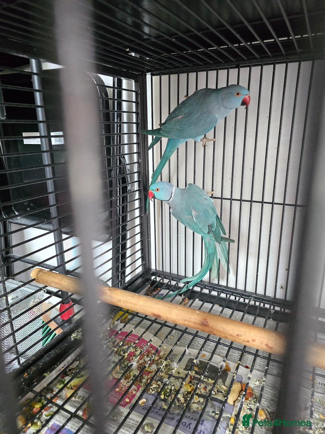 Ringnecks birds for sale: Blue paired 🦜Indian Ringnecks - Image 3