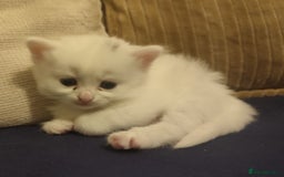 Siberian cats for sale: 4 kittens for sale 💘💖 - Image 5