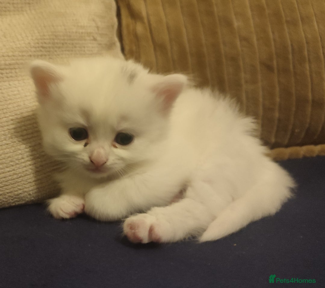 Siberian cats for sale: 4 kittens for sale 💘💖 - Image 5