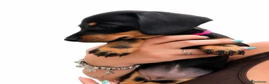 Dachshund 3