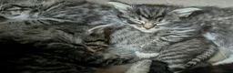 Mixed Breed cats for sale: Ragdoll Tabby Mix Fluffy Home Reared Kittens 2M/2F in Tonbridge - Advert 13