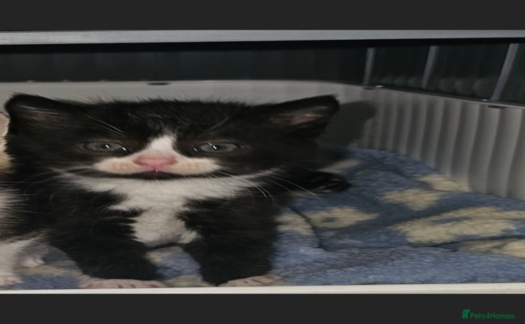 American Curl cats - Advert 1