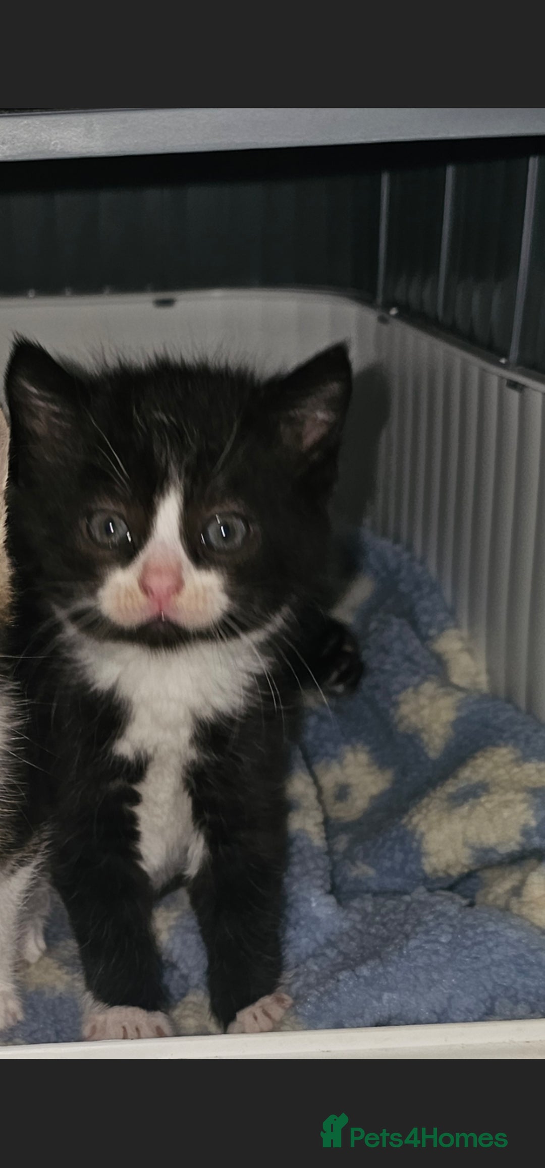 American Curl cats for sale: Amarican Curl Kitten  - Image 6