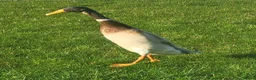 Ducks poultry for sale: Pure Breed Female Indian Runner Ducks Lincolnshire - Advert 5