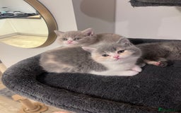 British Shorthair cats for sale:  💖Rare Colors British Shorthair Kittens💖 - Image 7