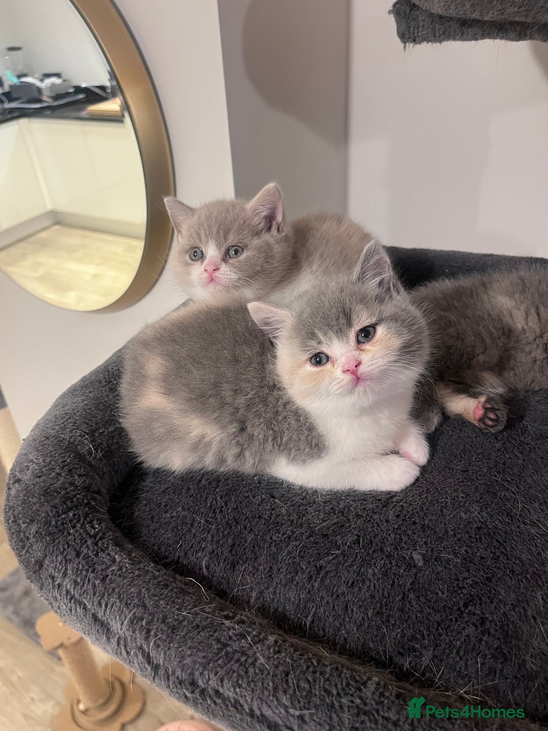 British Shorthair cats for sale:  💖Rare Colors British Shorthair Kittens💖 - Image 7