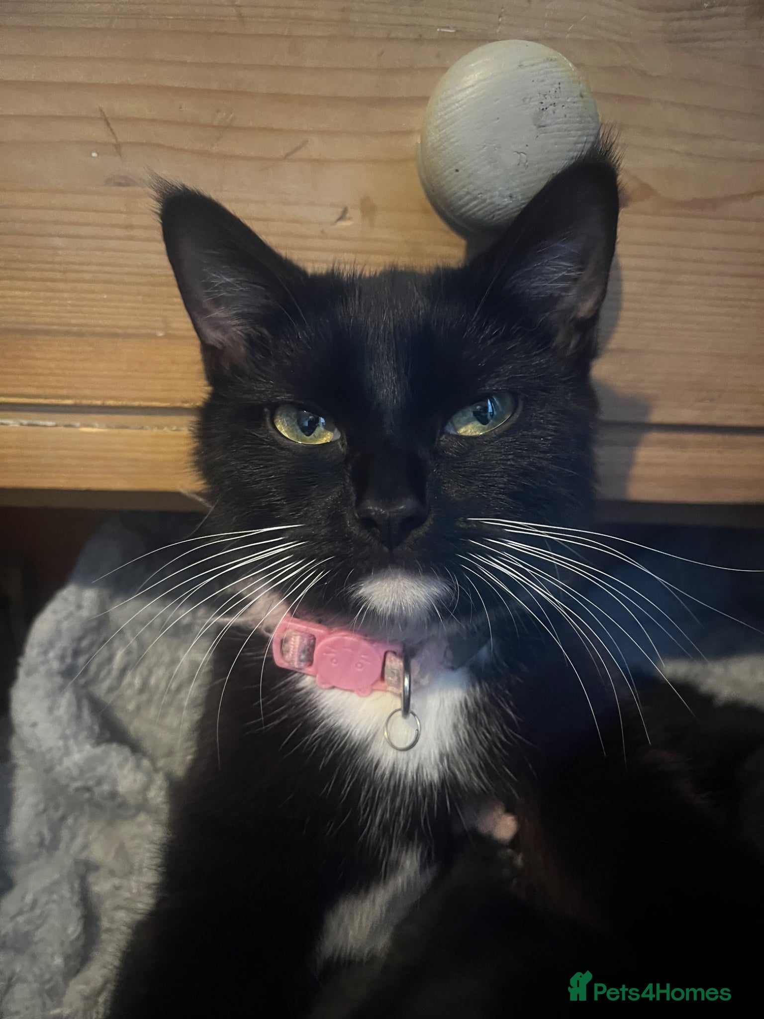 Mixed Breed cats 5 kittens for sale  - Advert 3