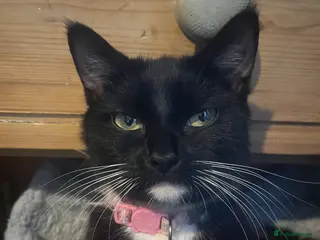 Mixed Breed cats 5 kittens for sale - Advert 6