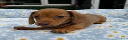 Miniature Dachshund dogs for sale: Miniature dachshund puppies 🐶 READY NOW - Advert 19