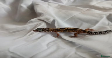 Leopard Gecko reptiles in Rochester - Advert 14