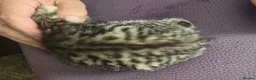 Mixed Breed cats for sale: Beautiful Bengal and Himalayan Kittens for Sale - Advert 10