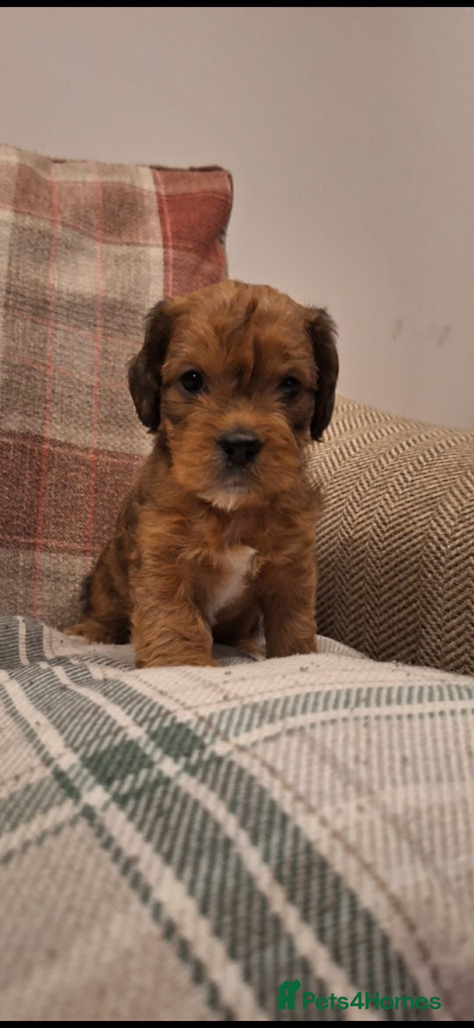 Jackapoo dogs (1 left) Jackapoo puppies 5⭐️ breeders  - Advert 13
