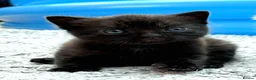 British Shorthair cats for sale: ❤ Beautiful Kittens ❤ – Ready for Loving Homes ❤ in Hull - Advert 2