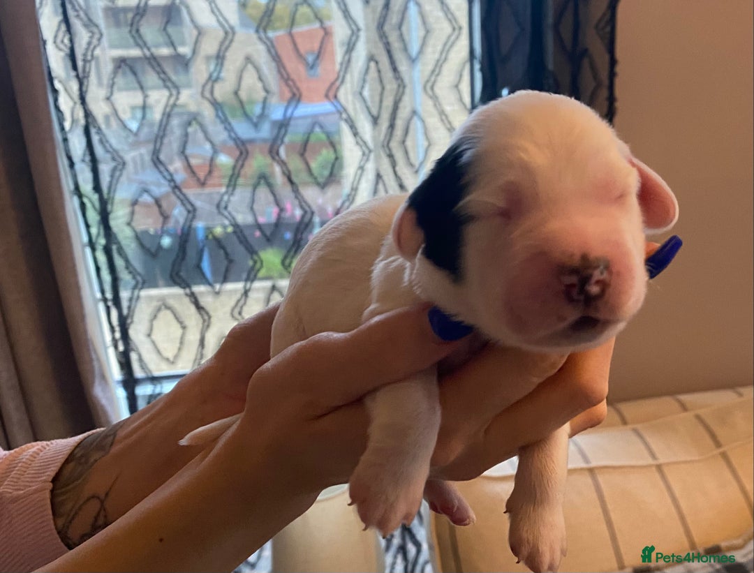 Sprocker dogs for sale: Norwich  - Image 14