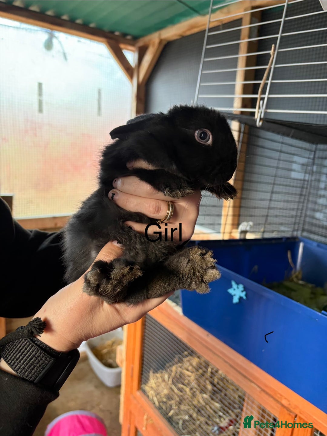 Mixed Breed rabbits for sale: 6 beautiful baby rabbit - Advert 16