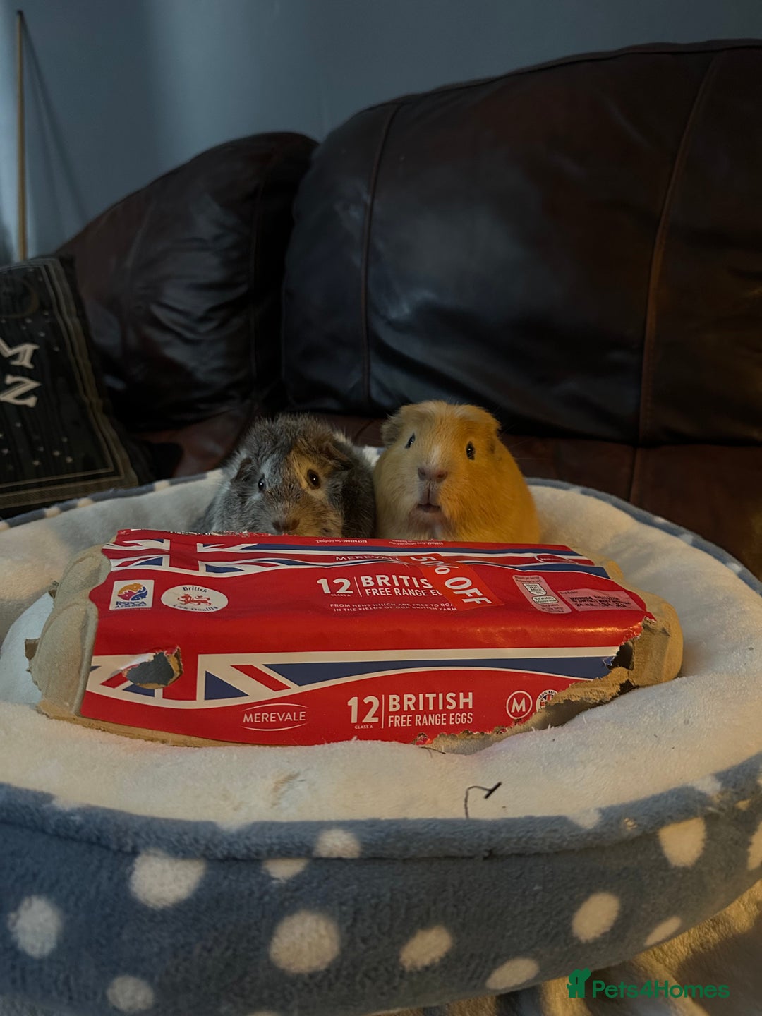 Guinea Pig rodents for sale: 4 guinea pigs for sale  - Image 2