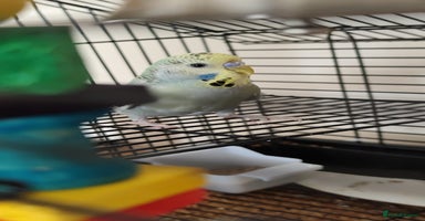 Budgerigars birds - Advert 2
