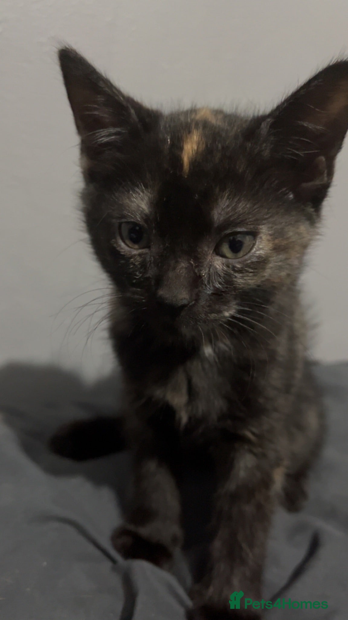 Mixed Breed cats Mixed Breed (ginger+black+white) kitten - Advert 1