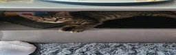 Mixed Breed cats for sale: 10 week old kitten needing loving home - Advert 2