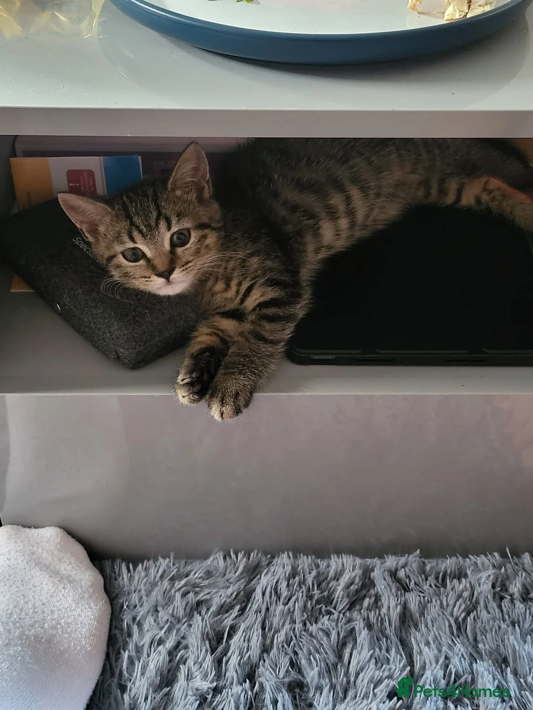 Mixed Breed cats for sale: 10 week old kitten needing loving home - Advert 2