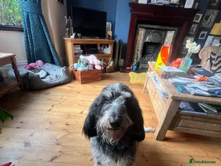 Basset Griffon Vendeen dogs 2-3 year old griffon bleu de Gascogne - Advert 1