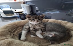 Mixed Breed cats for sale: Kittens  - Image 6