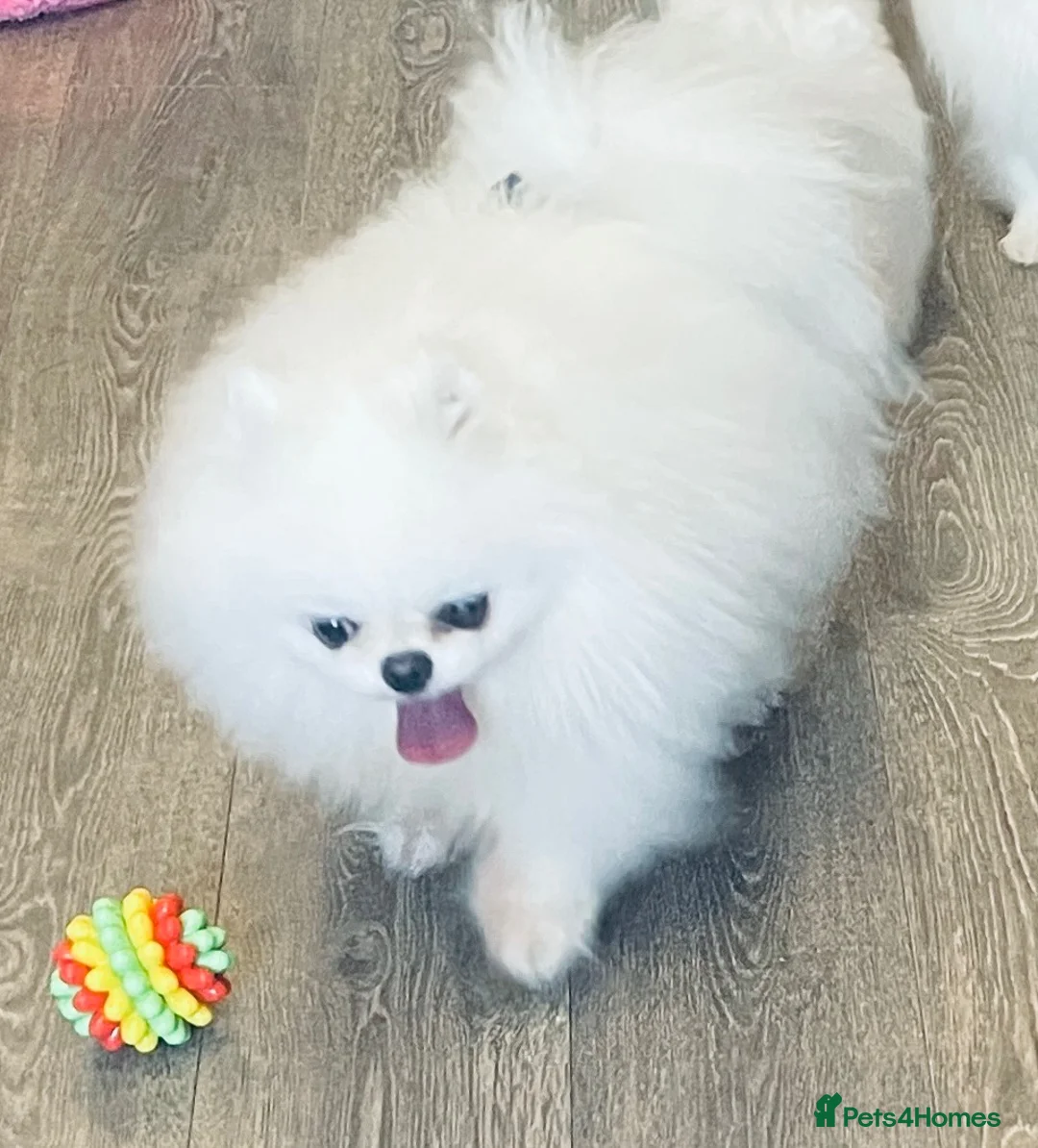 Pomeranian dogs for stud: Ice White Boy for Stud Only , Kc 🌟🌟🌟🌟🌟 - Advert 2