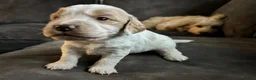 Cockapoo dogs for sale: Gorgeous Cockapoo puppies - Advert 16