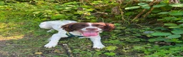 English Springer Spaniel dogs for sale: Male English springer for sale in Seaham - Advert 2