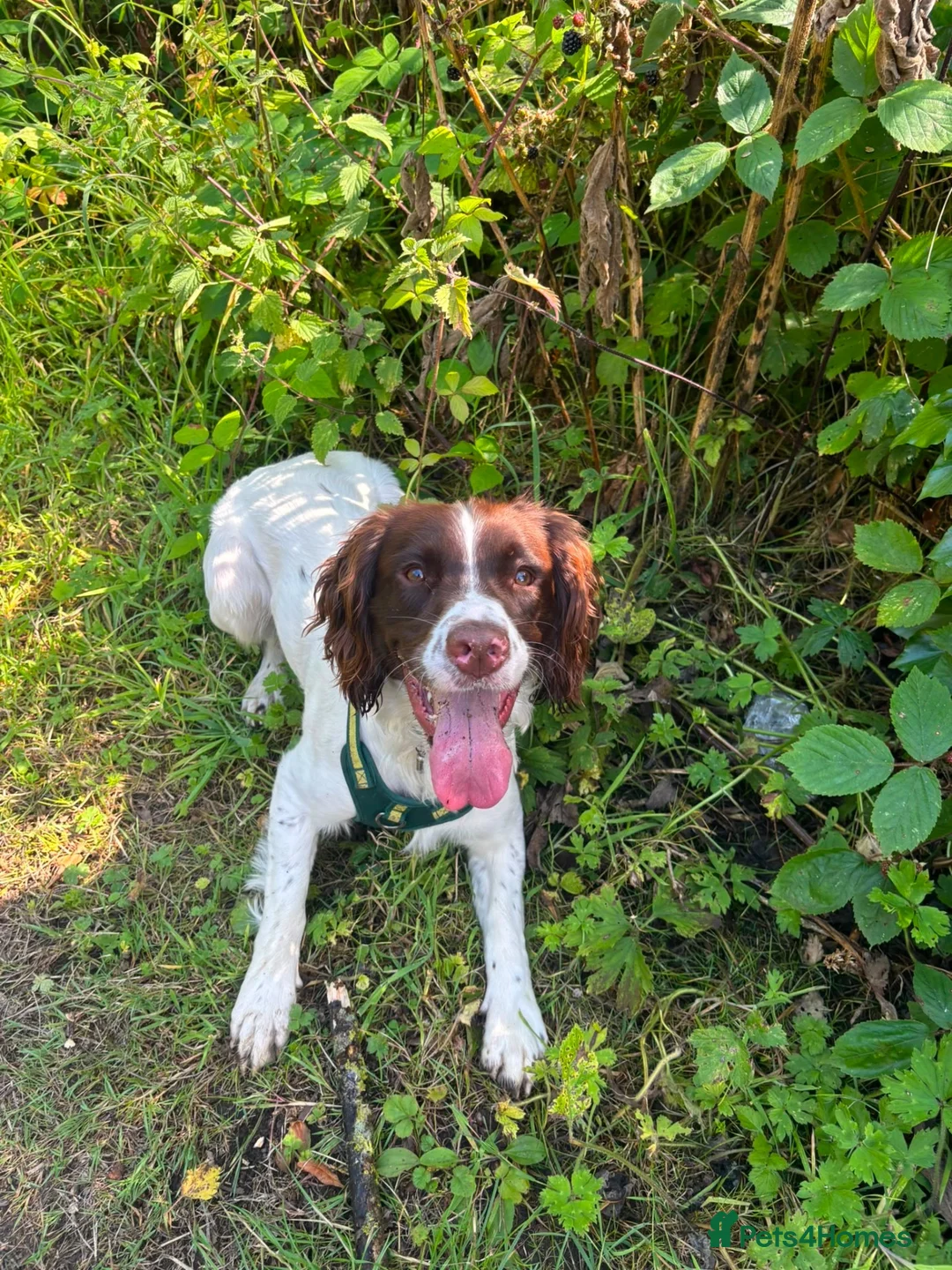 English Springer Spaniel dogs for sale: Male English springer for sale in Seaham - Advert 2
