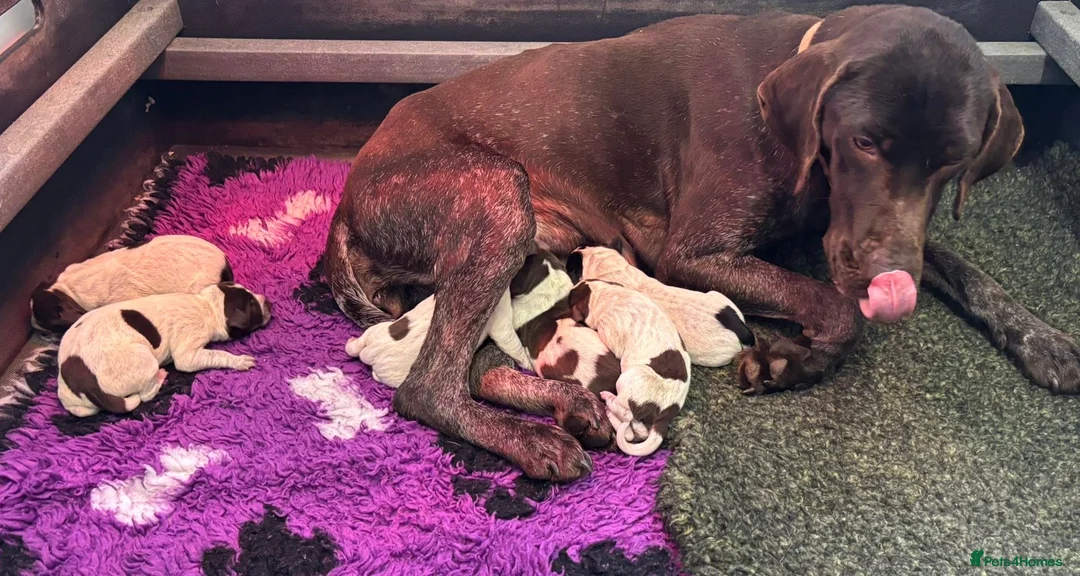 German Shorthaired Pointer dogs for sale: German Shorthaired Pointer pups - Advert 3